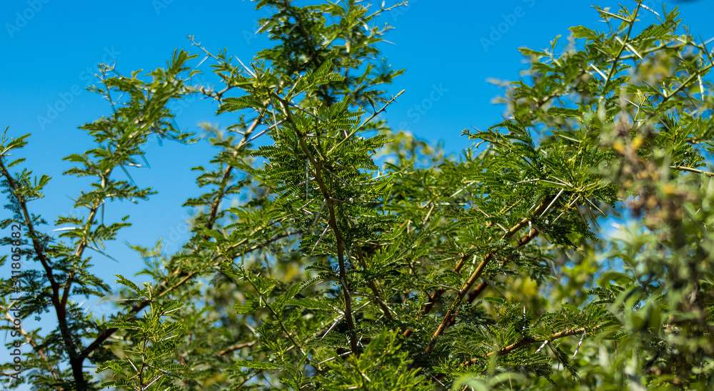 Fototapeta premium green leaves and blue sky