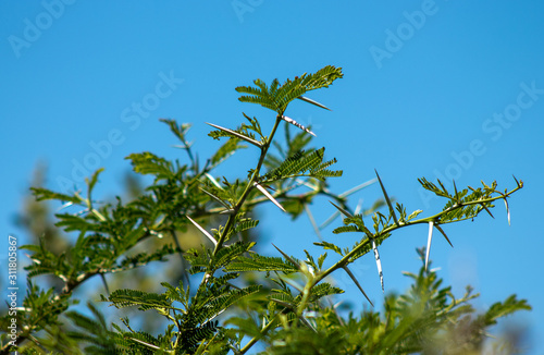 thorns on tree with blue sky