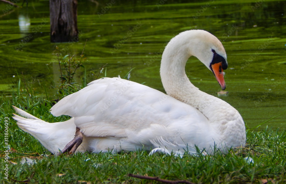 Obraz premium White swan resting next to a pond