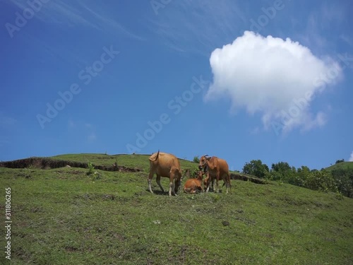  Hill with green grass is a favorite place for cows to look for fresh grass. Plus the beautiful clouds add to the wonderfull of the blue sky from the bottom side of the hill.