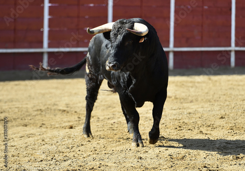 toro español