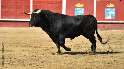 toro españon con grandes cuernos en una plaza de toros