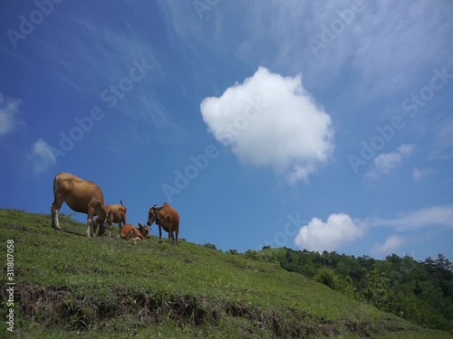  Hill with green grass is a favorite place for cows to look for fresh grass. Plus the beautiful clouds add to the wonderfull of the blue sky from the bottom side of the hill.