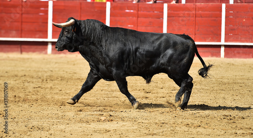 toro españon con grandes cuernos en una plaza de toros