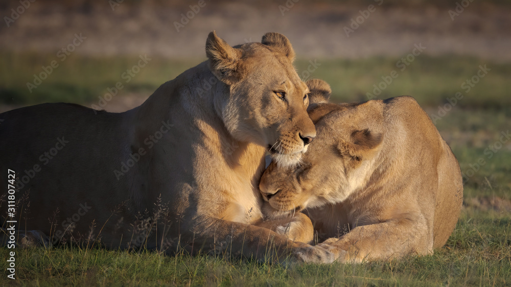 Obraz premium Tender moment between lionesses
