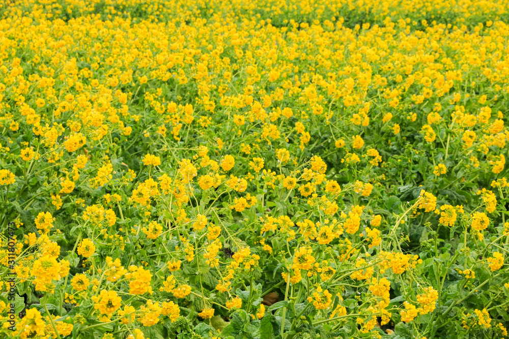 菜の花 菜の花