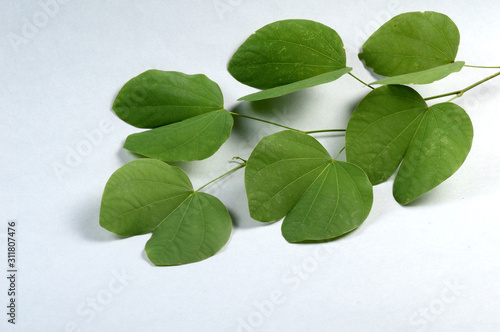 Indian Festival Dussehra, showing golden leaf on grey background. Greeting card. photo