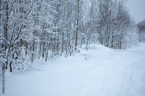 Blurred defocused snowy winter forest background