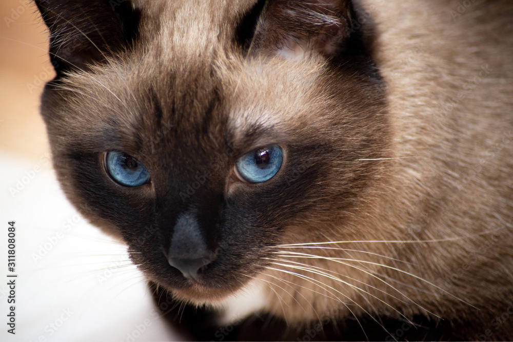 a Siamese cat with blue eyes looks sadly at the camera