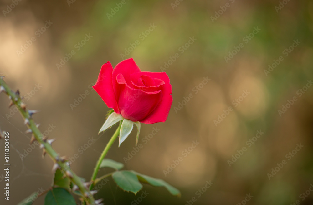 Fresh red rose in the garden, blurry background.