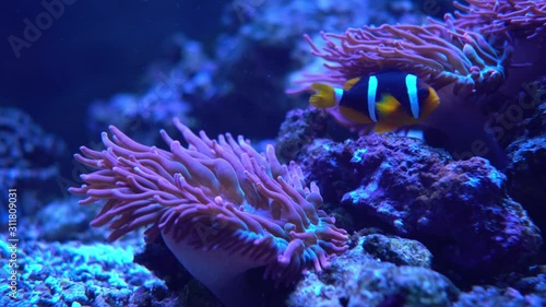 Reef fish Amphiprion clarkii swims next to anthozoa.