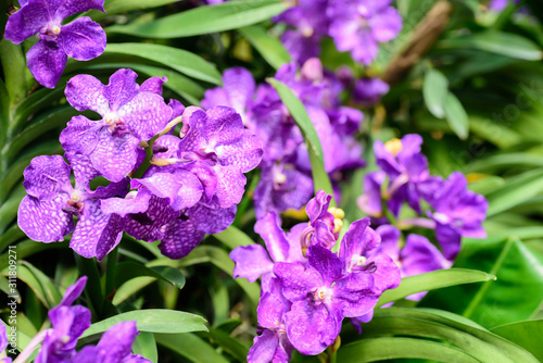 Beautiful purple vanda orchids blossom in flower garden
