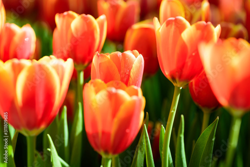 Beautiful tulip flower blossom in flower garden