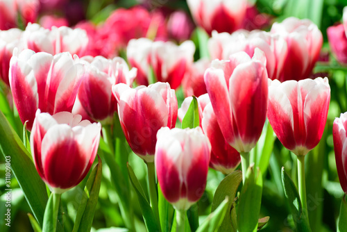 Beautiful tulip flower blossom in flower garden