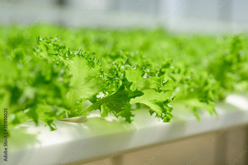 Hydroponics vegetables plant growing in greenhouse Hydroponics vegetables plant growing in greenhouse