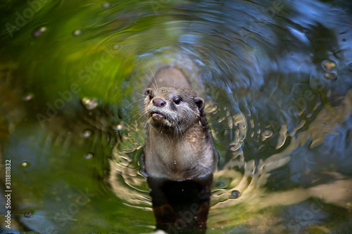  Otter swimming in water