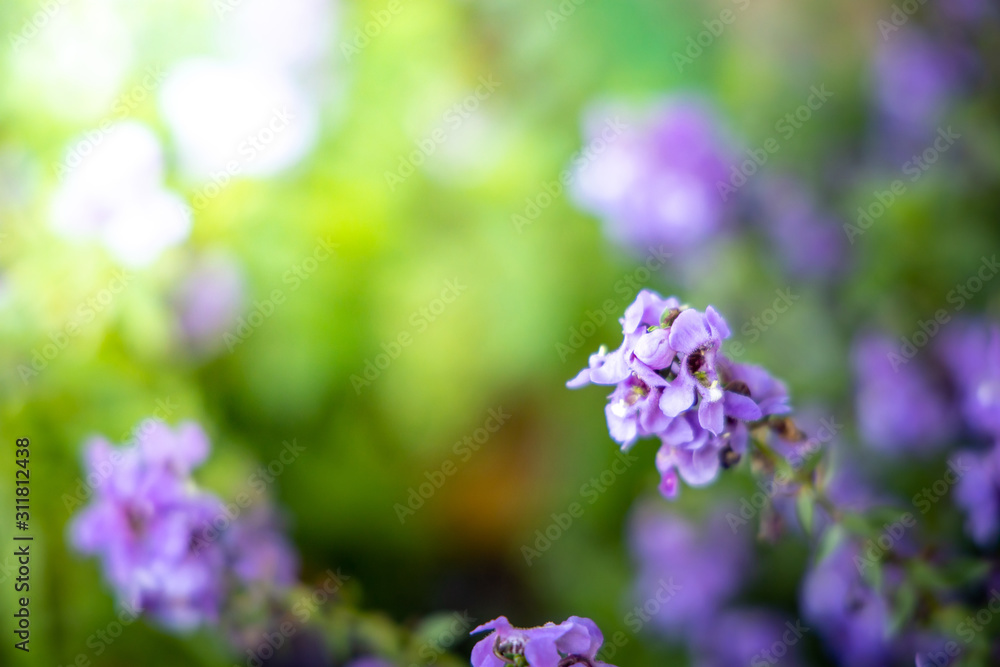 The background image of the colorful flowers The background image of the colorful flowers