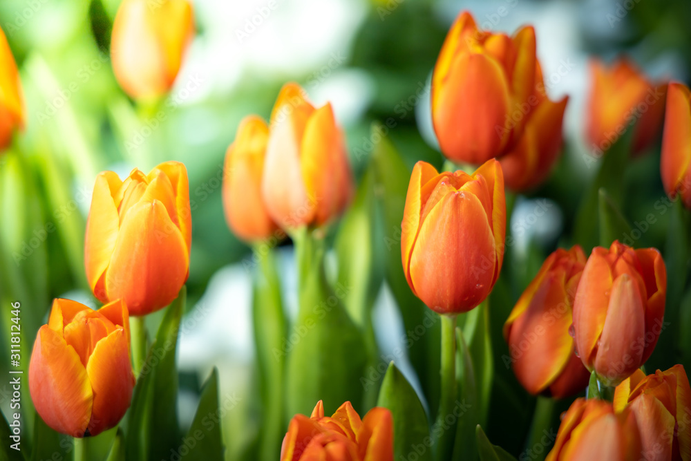 Beautiful bouquet of tulips. colorful tulips. nature background Beautiful bouquet of tulips. colorful tulips. nature background