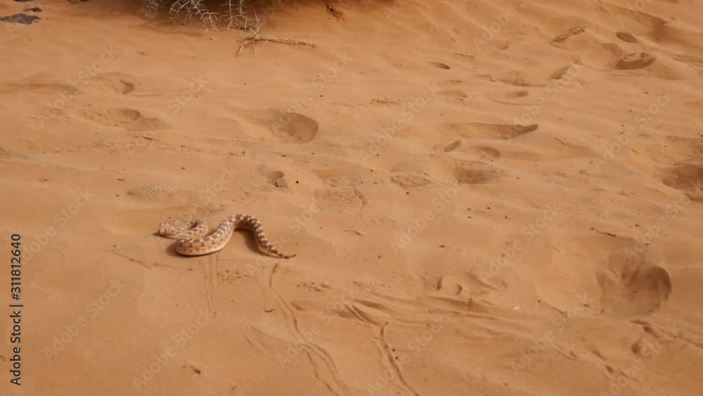 Saharan horned viper slithers on desert sand. Tracking shot