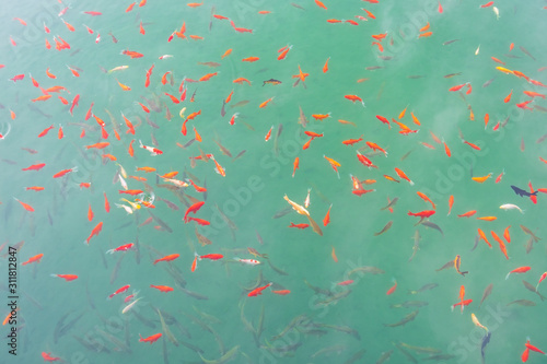 Fishes swimming in Black Dragon Pool, landmark and popular spot for tourists attractions near Lijiang Old Town. Lijiang, Yunnan, China