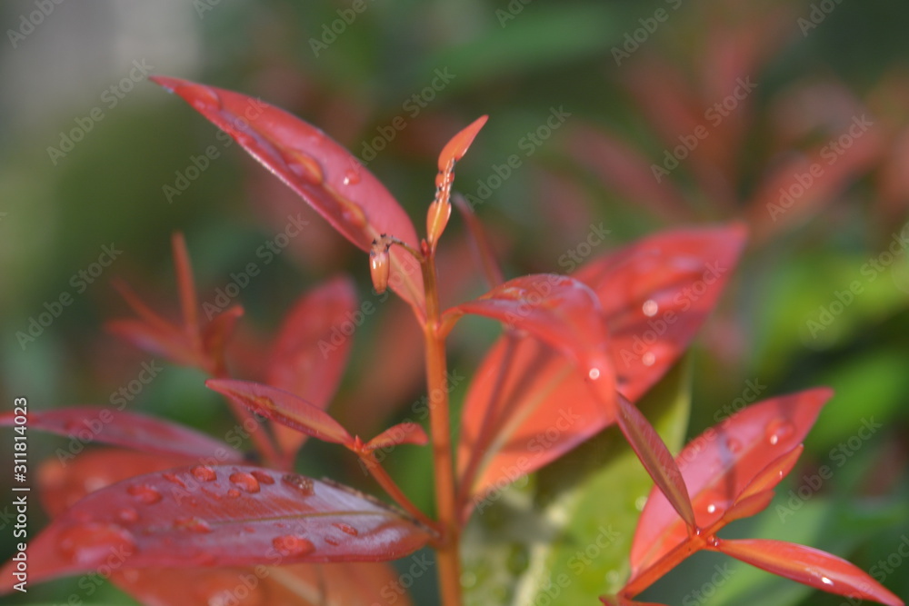 Fototapeta premium red flower in the garden