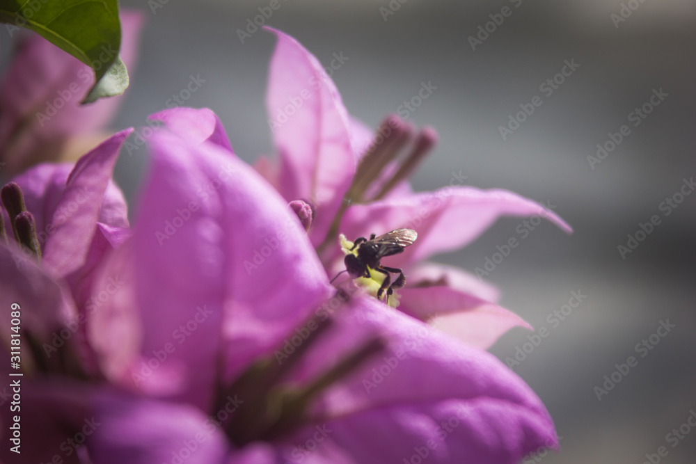 bee or honey bee seeking for nectar in the beautiful pink bougainvillea flower in summer vibe bee or honey bee seeking for nectar in the beautiful pink bougainvillea flower in summer vibe
