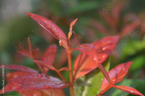 red flower in the garden