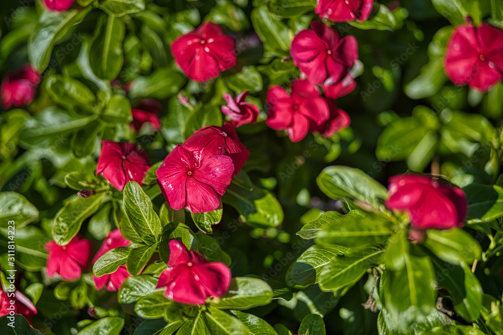 Beautiful floral arrangement/gardens located in South Georgia and North Florida Beautiful floral arrangement/gardens located in South Georgia and North Florida