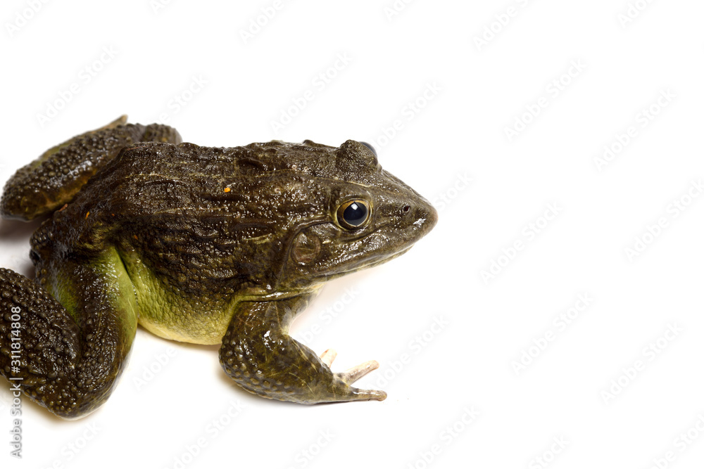 Close up of Frog isolated on a white background Close up of Frog isolated on a white background