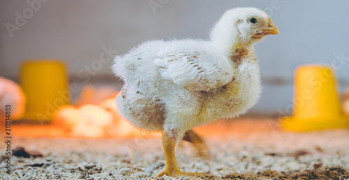 little small broiler poultry white chick bird photo