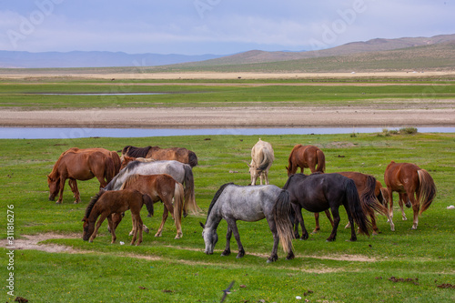 mongolie les animaux de la steppe © enzogialo