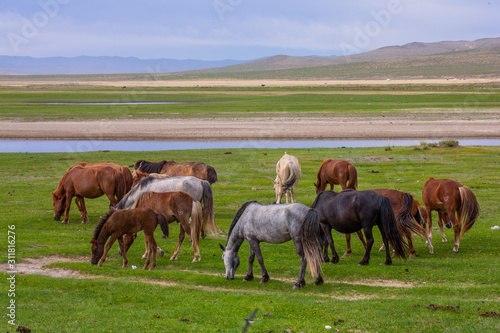 mongolie les animaux de la steppe