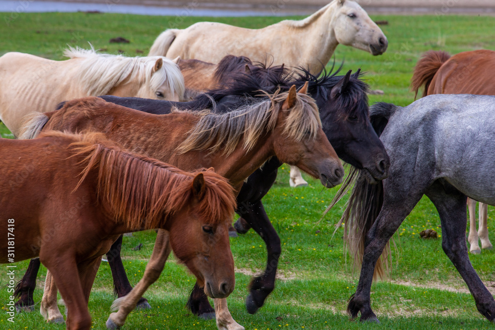 Obraz premium mongolie les animaux de la steppe