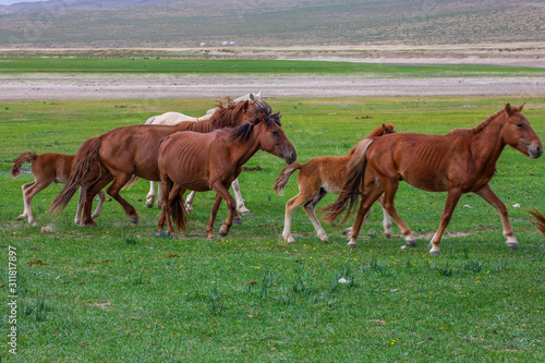 mongolie les animaux de la steppe