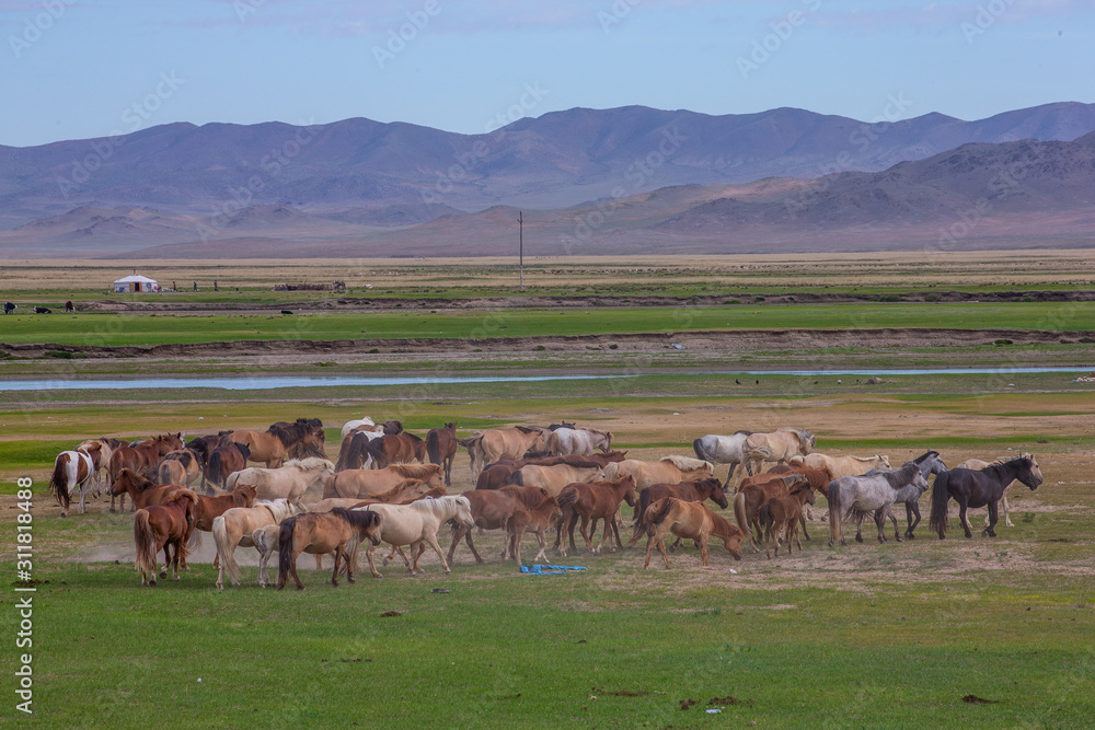Obraz premium mongolie les animaux de la steppe