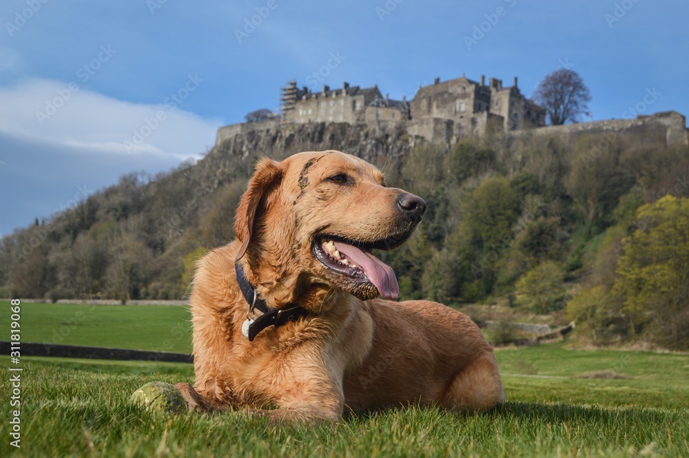 Dog at Stirling Castle