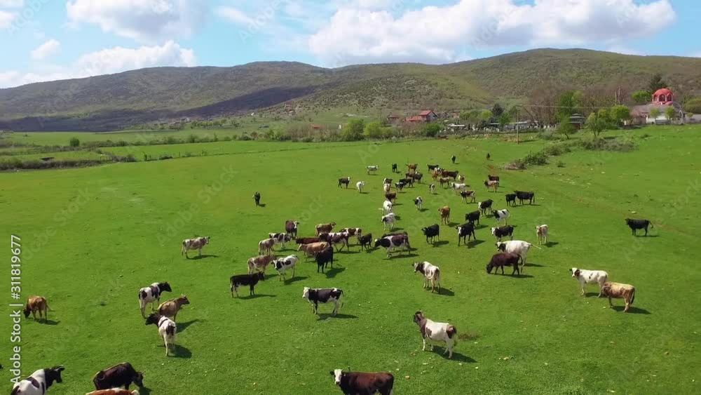 Aerial view of cows herding and running on green field. 50FPS Aerial view of cows herding and running on green field. 50FPS