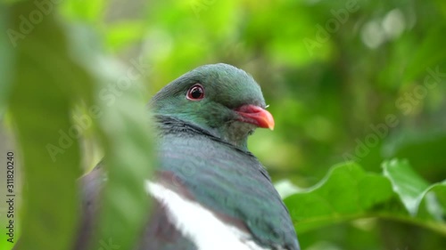 Close up of a New Zealand Kereru bird  photo