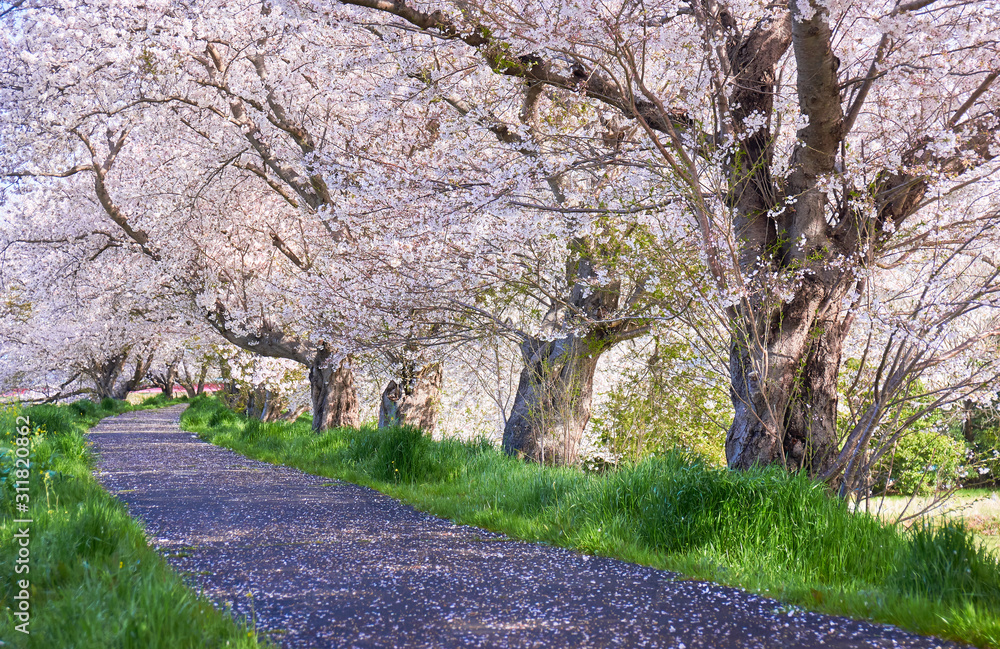 桜並木