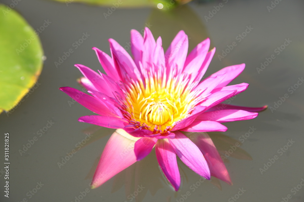 purple water lily