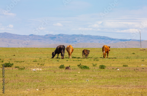 mongolie les animaux de la steppe © enzogialo