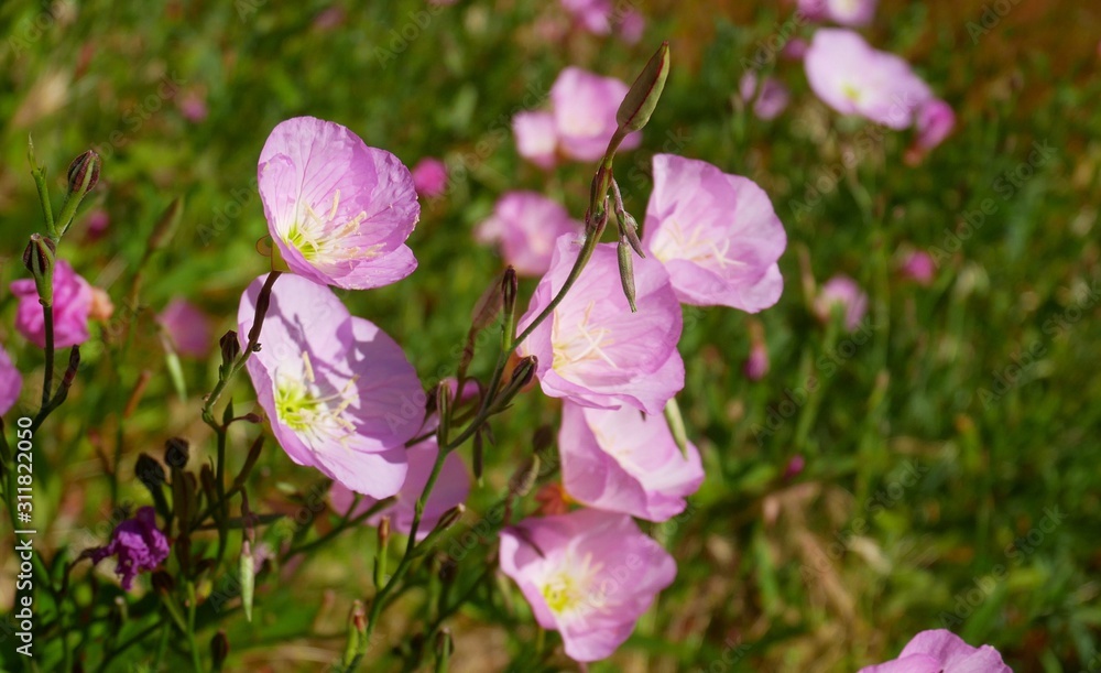 Evening Primrose: Pink Ladies, Showy Evening Primrose, Pink Primrose blossom in spring Evening Primrose: Pink Ladies, Showy Evening Primrose, Pink Primrose blossom in spring