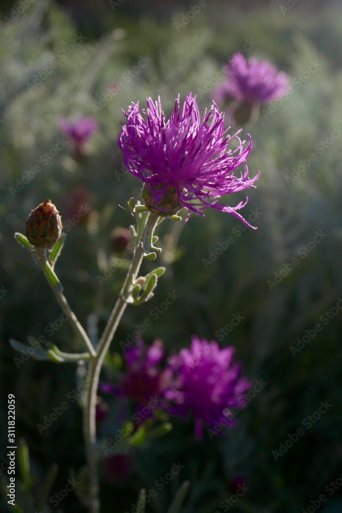 Flowers of Centaurea scabiosa or greater knapweed in summer garden Flowers of Centaurea scabiosa or greater knapweed in summer garden