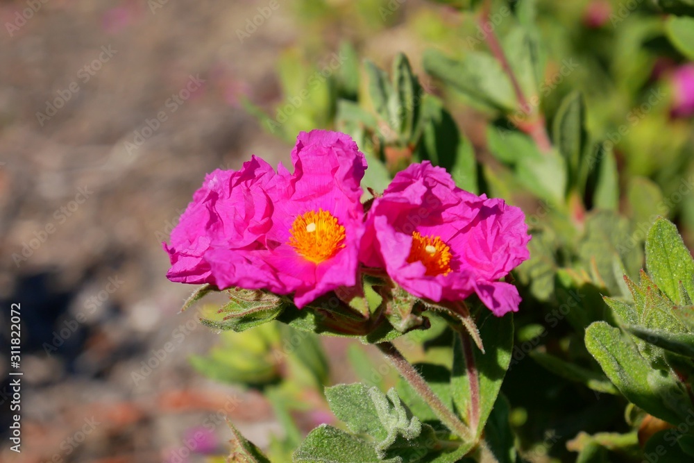 Grey-leaved Cistus or Rock Rose blossom in spring season, Paso Robles, California, USA