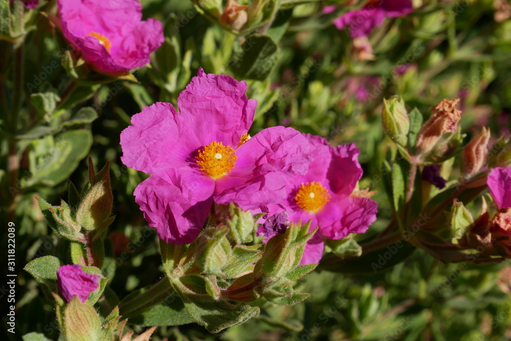 Fototapeta premium Grey-leaved Cistus or Rock Rose blossom in spring season, Paso Robles, California, USA
