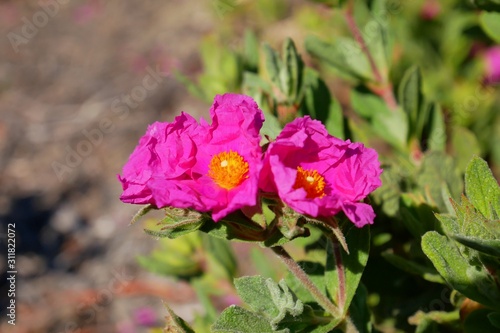 Grey-leaved Cistus or Rock Rose blossom in spring season  Paso Robles  California  USA