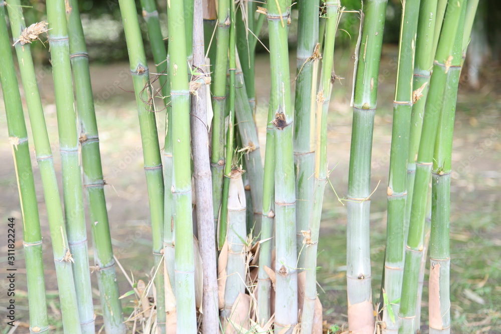 Obraz premium Green bamboo forest