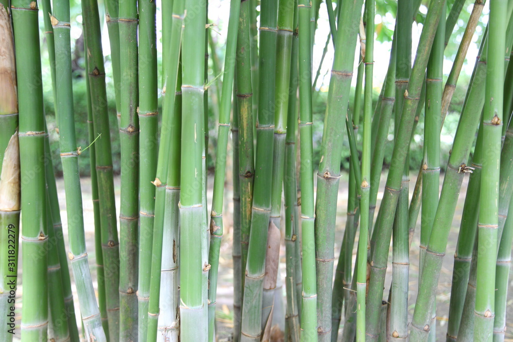 Green bamboo forest Green bamboo forest