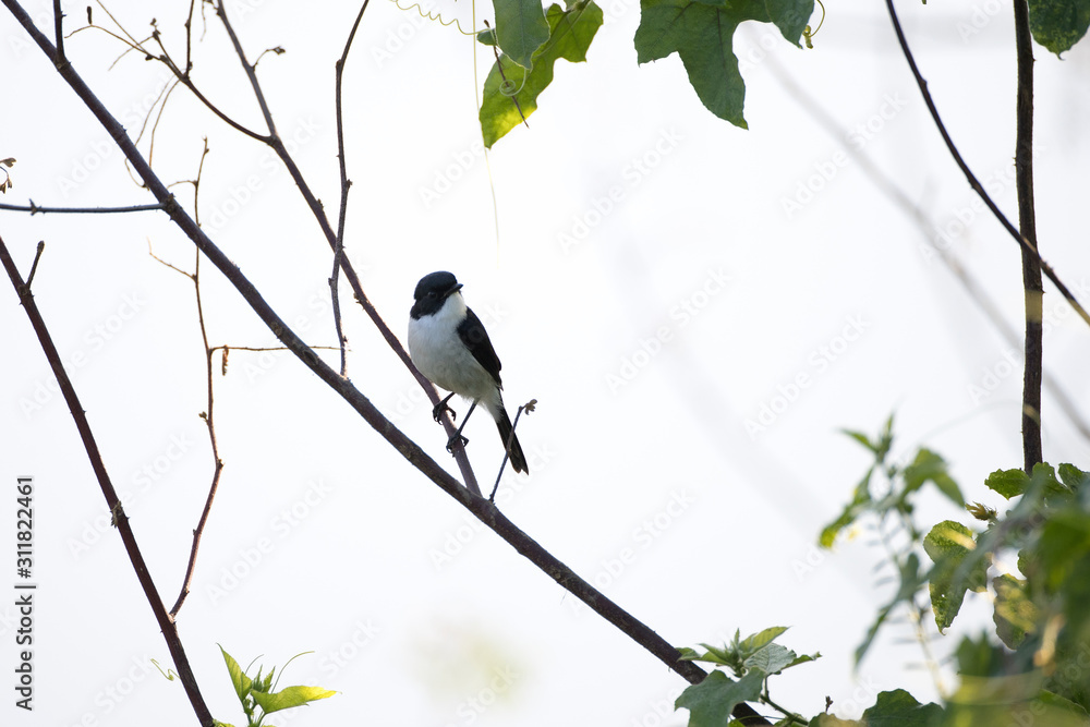 Adult Jerdon's bush chat, angle view, front shot, in the morning under the beautiful light perching on top of the tgrass near the dam area in montane forest, northern Thailand. Adult Jerdon's bush chat, angle view, front shot, in the morning under the beautiful light perching on top of the tgrass near the dam area in montane forest, northern Thailand.