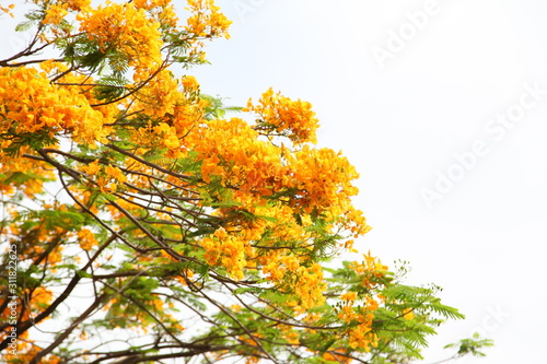 Flame tree Flower (Poinciana) blossom in Thailand.